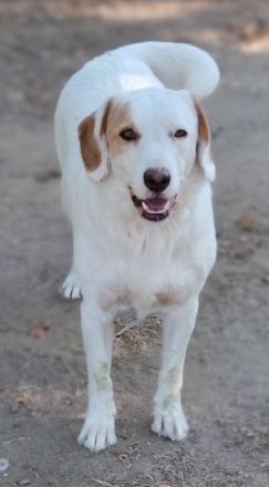 Stelle, geb. ca. 11/2021, lebt in GRIECHENLAND, auf einer privaten Pflegestelle