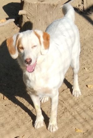 Stelle, geb. ca. 11/2021, lebt in GRIECHENLAND, auf einer privaten Pflegestelle