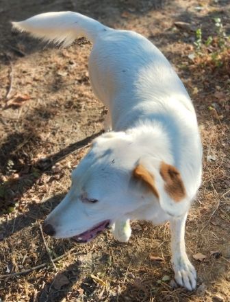 Stelle, geb. ca. 11/2021, lebt in GRIECHENLAND, auf einer privaten Pflegestelle