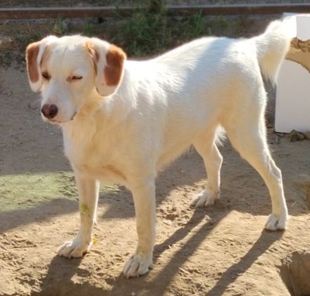 Stelle, geb. ca. 11/2021, lebt in GRIECHENLAND, auf einer privaten Pflegestelle