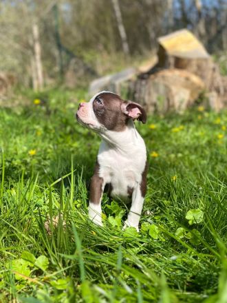 Boston Terrier Rüden mit Näschen