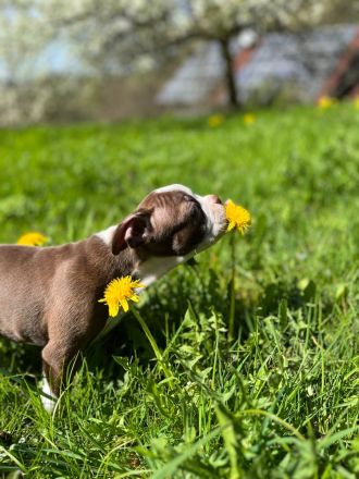 Boston Terrier Rüden mit Näschen