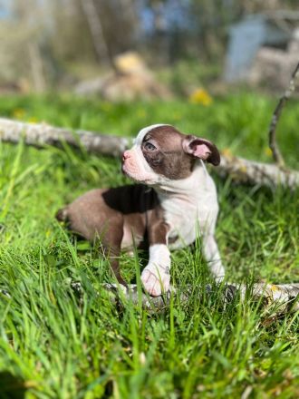 Boston Terrier Rüden mit Näschen
