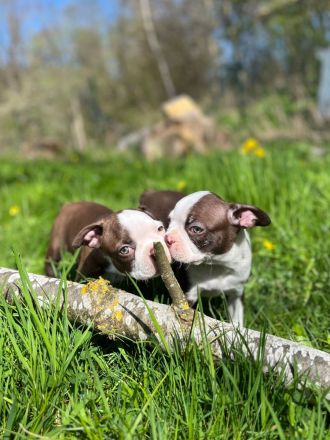 Boston Terrier Rüden mit Näschen