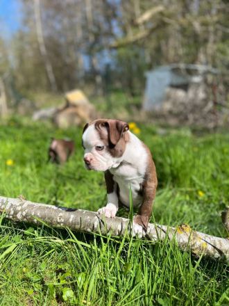 Boston Terrier Rüden mit Näschen