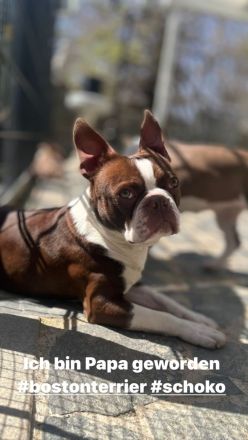 Boston Terrier Rüden mit Näschen