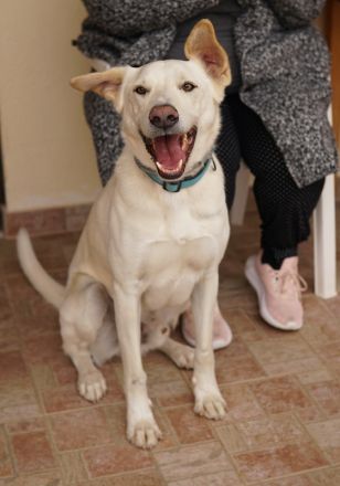 Thor, geb. ca. 03/2018, lebt in GRIECHENLAND, auf einer privaten Pflegestelle