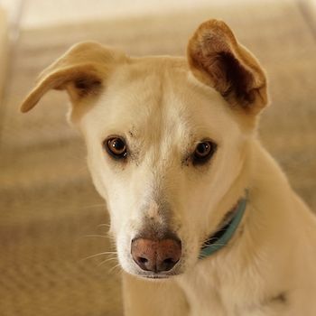 Thor, geb. ca. 03/2018, lebt in GRIECHENLAND, auf einer privaten Pflegestelle