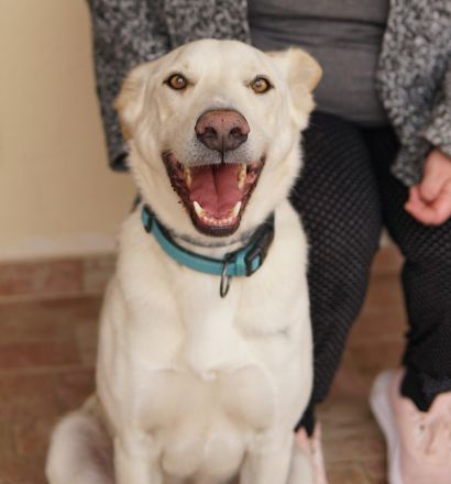 Thor, geb. ca. 03/2018, lebt in GRIECHENLAND, auf einer privaten Pflegestelle