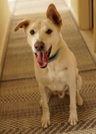 Thor, geb. ca. 03/2018, lebt in GRIECHENLAND, auf einer privaten Pflegestelle