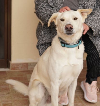 Thor, geb. ca. 03/2018, lebt in GRIECHENLAND, auf einer privaten Pflegestelle