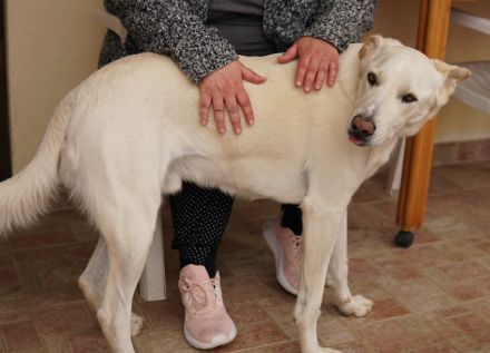 Thor, geb. ca. 03/2018, lebt in GRIECHENLAND, auf einer privaten Pflegestelle