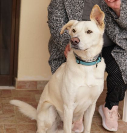 Thor, geb. ca. 03/2018, lebt in GRIECHENLAND, auf einer privaten Pflegestelle