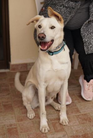 Thor, geb. ca. 03/2018, lebt in GRIECHENLAND, auf einer privaten Pflegestelle