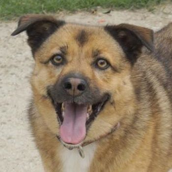 Aris-Jano, geb. ca. 02/2016, lebt in GRIECHENLAND, auf einer privaten Pflegestelle