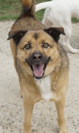 Aris-Jano, geb. ca. 02/2016, lebt in GRIECHENLAND, auf einer privaten Pflegestelle