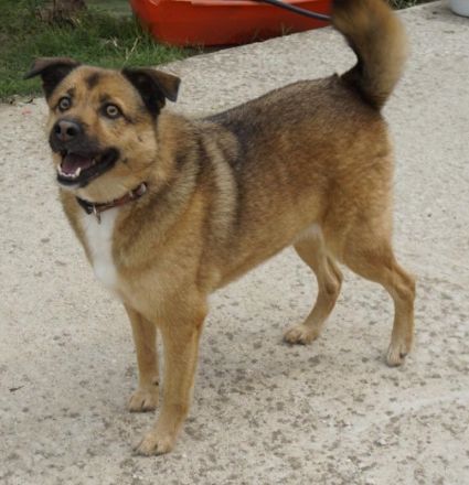 Aris-Jano, geb. ca. 02/2016, lebt in GRIECHENLAND, auf einer privaten Pflegestelle