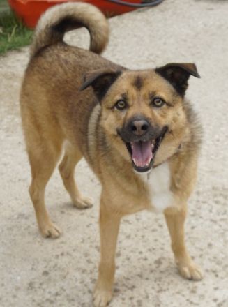 Aris-Jano, geb. ca. 02/2016, lebt in GRIECHENLAND, auf einer privaten Pflegestelle