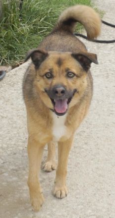 Aris-Jano, geb. ca. 02/2016, lebt in GRIECHENLAND, auf einer privaten Pflegestelle