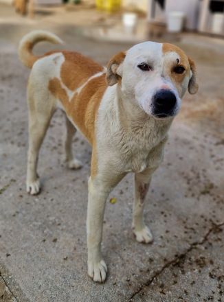 Süßli, geb. ca. 04/2022, lebt in GRIECHENLAND, im städt. Tierheim Serres