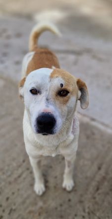 Süßli, geb. ca. 04/2022, lebt in GRIECHENLAND, im städt. Tierheim Serres