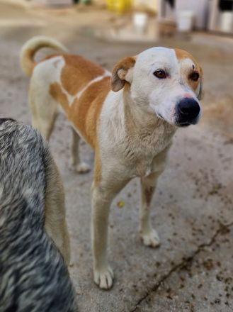 Süßli, geb. ca. 04/2022, lebt in GRIECHENLAND, im städt. Tierheim Serres