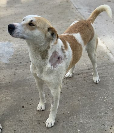 Süßli, geb. ca. 04/2022, lebt in GRIECHENLAND, im städt. Tierheim Serres