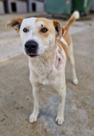 Süßli, geb. ca. 04/2022, lebt in GRIECHENLAND, im städt. Tierheim Serres
