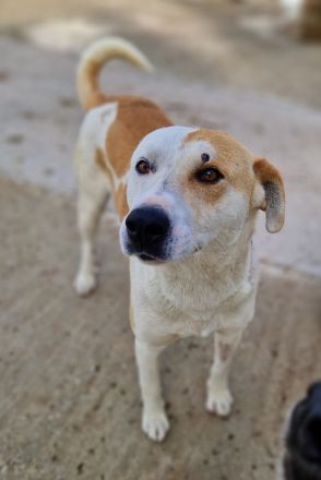 Süßli, geb. ca. 04/2022, lebt in GRIECHENLAND, im städt. Tierheim Serres
