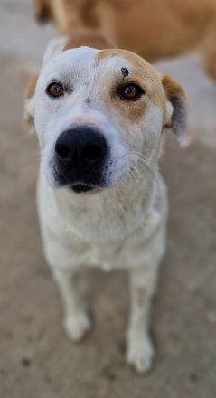 Süßli, geb. ca. 04/2022, lebt in GRIECHENLAND, im städt. Tierheim Serres