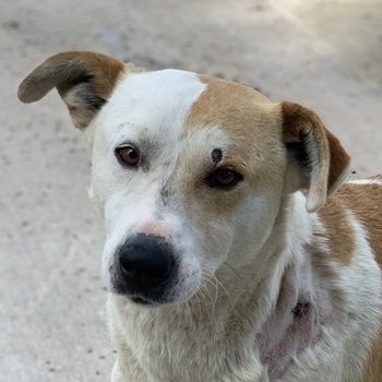 Süßli, geb. ca. 04/2022, lebt in GRIECHENLAND, im städt. Tierheim Serres