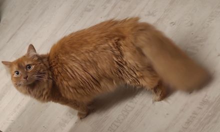 Maine Coon Mix Katze rot kastriert