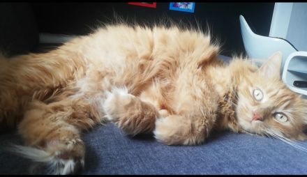 Maine Coon Mix Katze rot kastriert