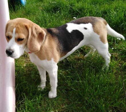 Beagle-Deckrüde mit Zuchtzulassung (nur zur Verpaarung)