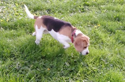 Beagle-Deckrüde mit Zuchtzulassung (nur zur Verpaarung)