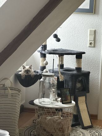 Reinrassiger BLH Kater