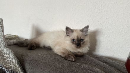 Reinrassiger BLH Kater