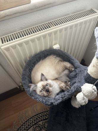 Reinrassiger BLH Kater