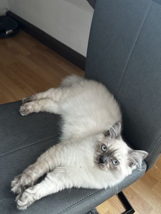 Reinrassiger BLH Kater