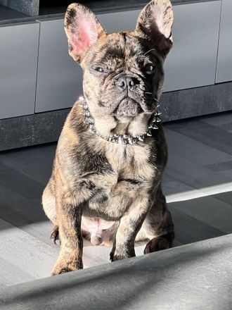 Französisch Bulldogge Junghund