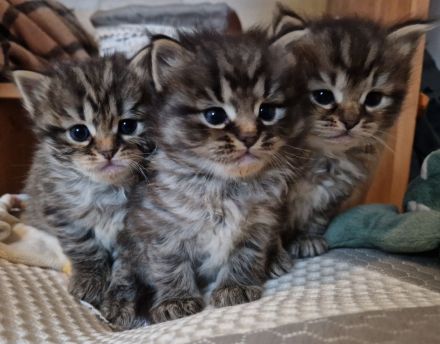 Neva Masquerade/ EKH Mix Kitten