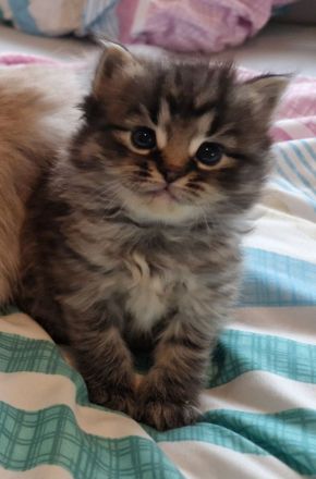 Neva Masquerade/ EKH Mix Kitten