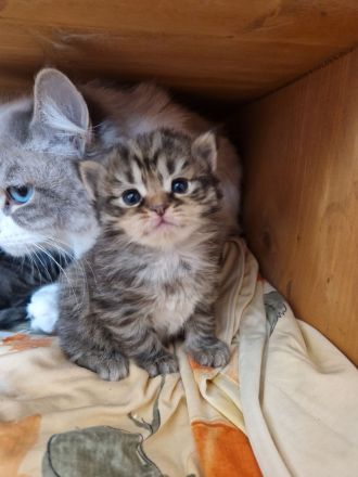 Neva Masquerade/ EKH Mix Kitten