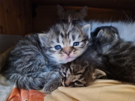 Neva Masquerade/ EKH Mix Kitten