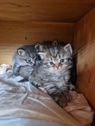 Neva Masquerade/ EKH Mix Kitten