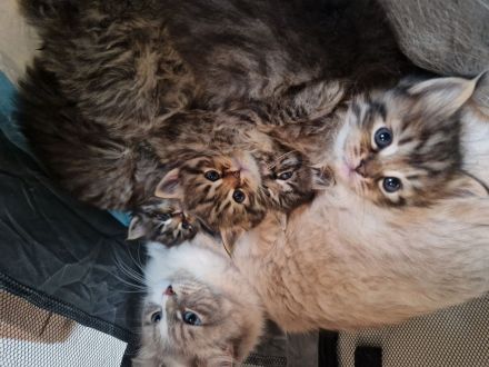 Neva Masquerade/ EKH Mix Kitten