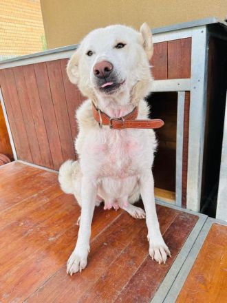 Kahoku - freundlich, aktiv