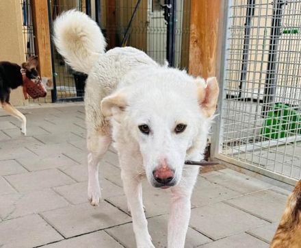 Kahoku - freundlich, aktiv