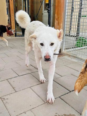 Kahoku - freundlich, aktiv