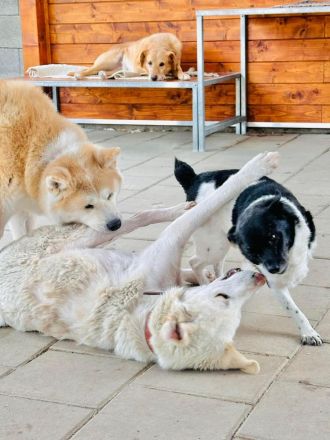 Kahoku - freundlich, aktiv